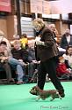 Crufts2011_2 1383